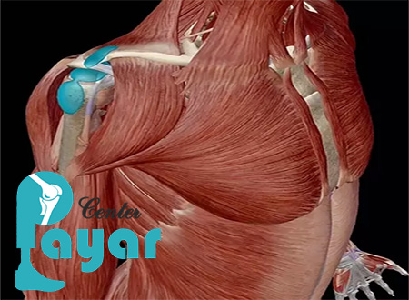 با انواع بوریست شانه آشنا شوید؟