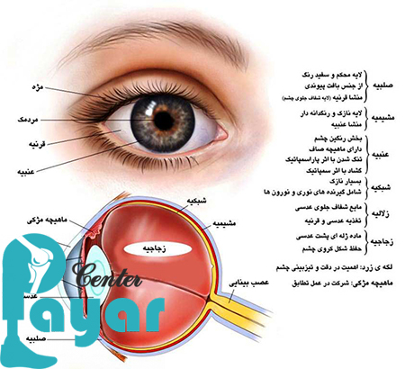 در مورد ساختار چشم به زبان ساده چه می دانید؟