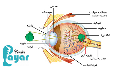 ساختار چشم انسان به زبان ساده هر آنچه که باید بدانید