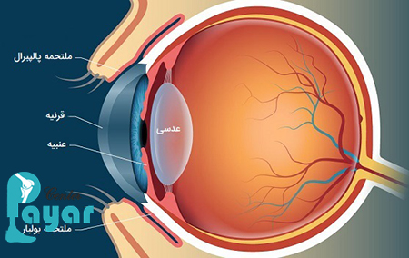 عدسی و ساختار چشم انسان به زبان ساده