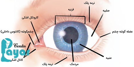 لایه های چشم به ترتیب را بشناسید