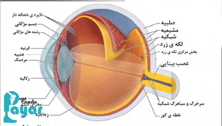 همه چیز در مورد چشم که باید بدانید