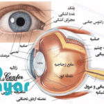 همه چیز در مورد چشم [ با ساختار و اجزای چشم آشنا شوید ]