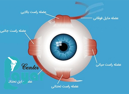 ساختار چشم انسان به زبان ساده