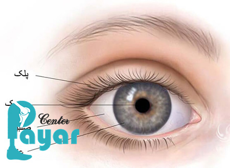 ساختار چشم انسان به زبان ساده هر آنچه که باید بدانید