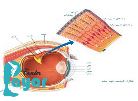 نام لایه های چشم به ترتیب